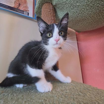 Zion, a Adoptable mixed breed in Scottsbluff, NE image 3/3