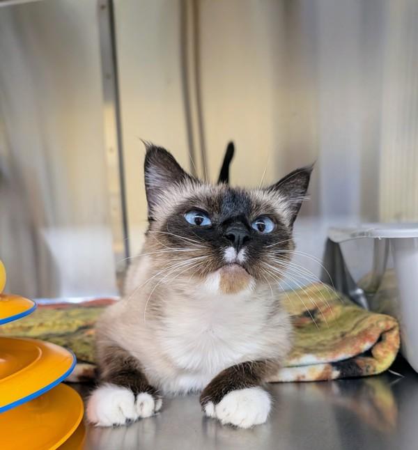 Enlarge Azure, a Adoptable mixed breed in Sechelt, BC image 1/2