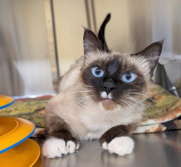 Enlarge Azure, a Adoptable mixed breed in Sechelt, BC image 2/2