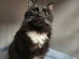 Enlarge Cupcake, a ADOPTABLE mixed breed in Canon City, CO image 1/1