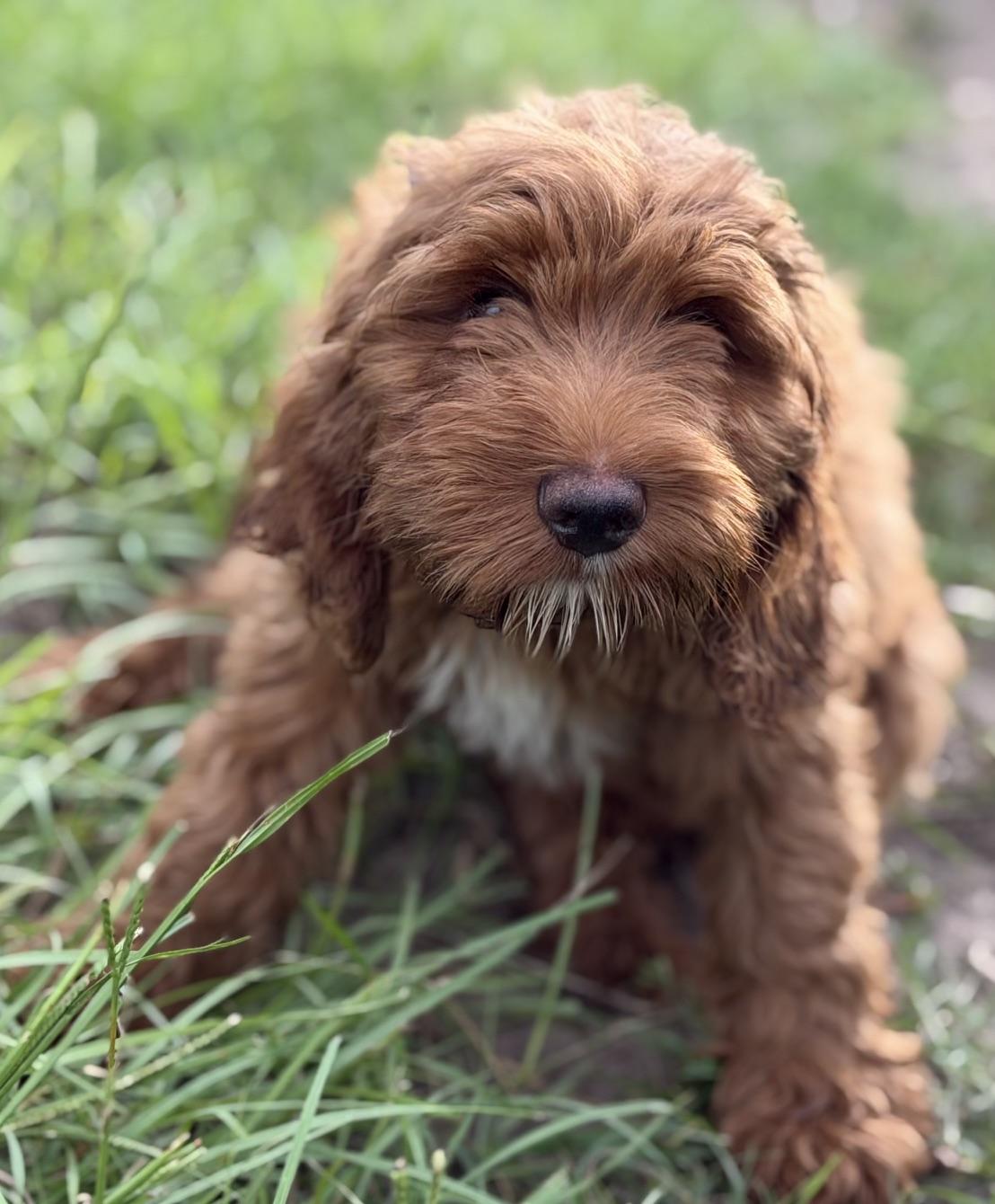 Thomas, an adopted Labradoodle in Orlando, FL image 2/2