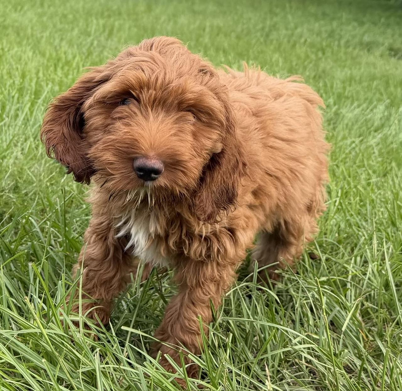 Thomas, an adopted Labradoodle in Orlando, FL image 1/2