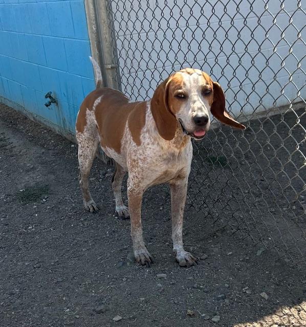 Adopt Carlos