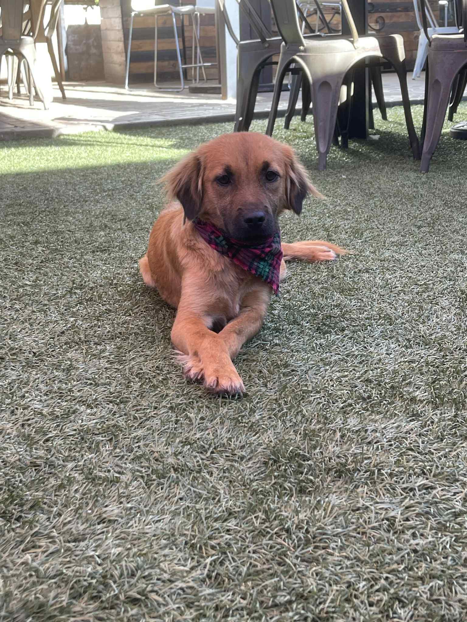 Enlarge Hope, a Adopted mixed breed in Escondido, CA image 2/3