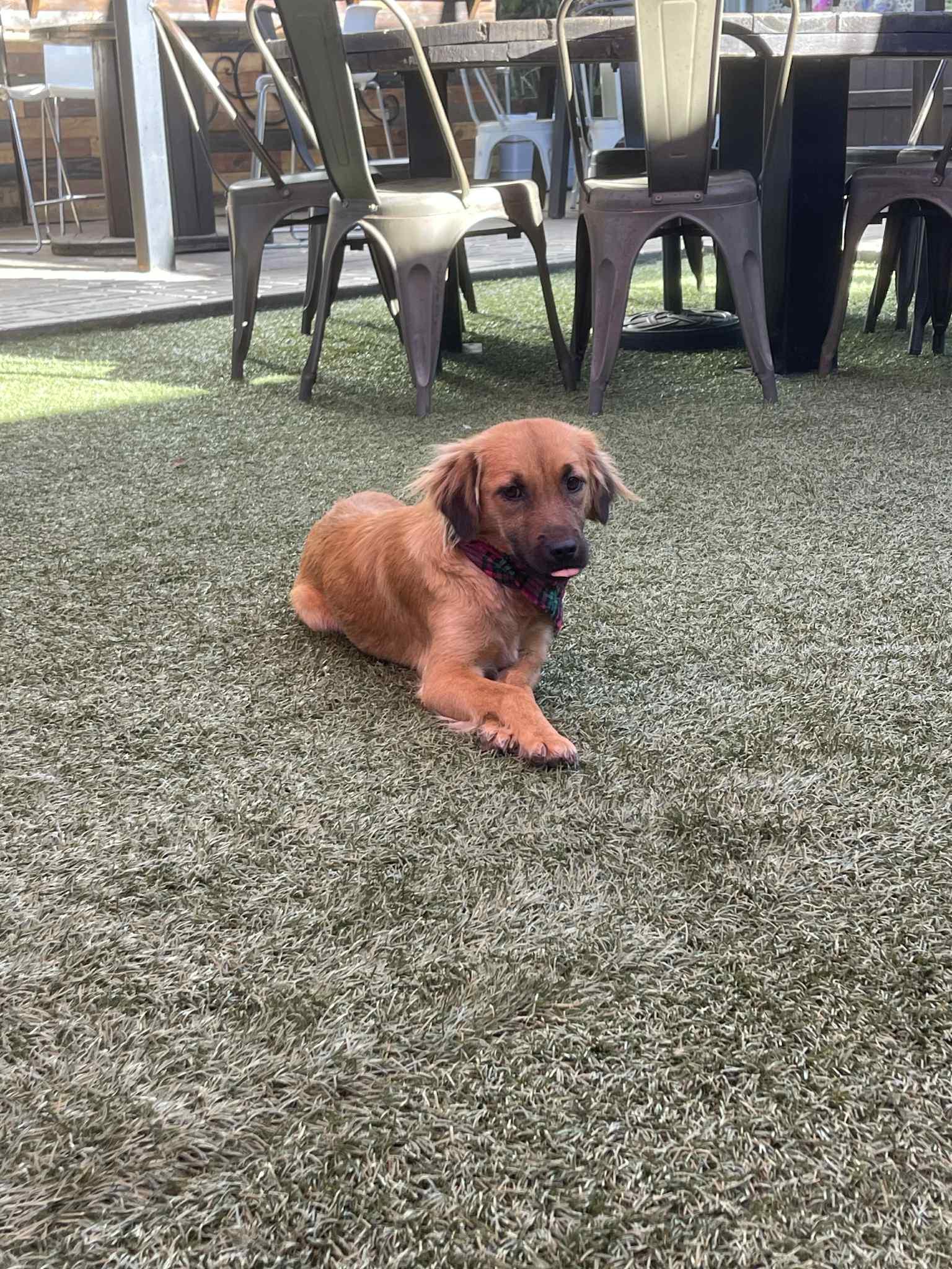 Enlarge Hope, a Adopted mixed breed in Escondido, CA image 3/3