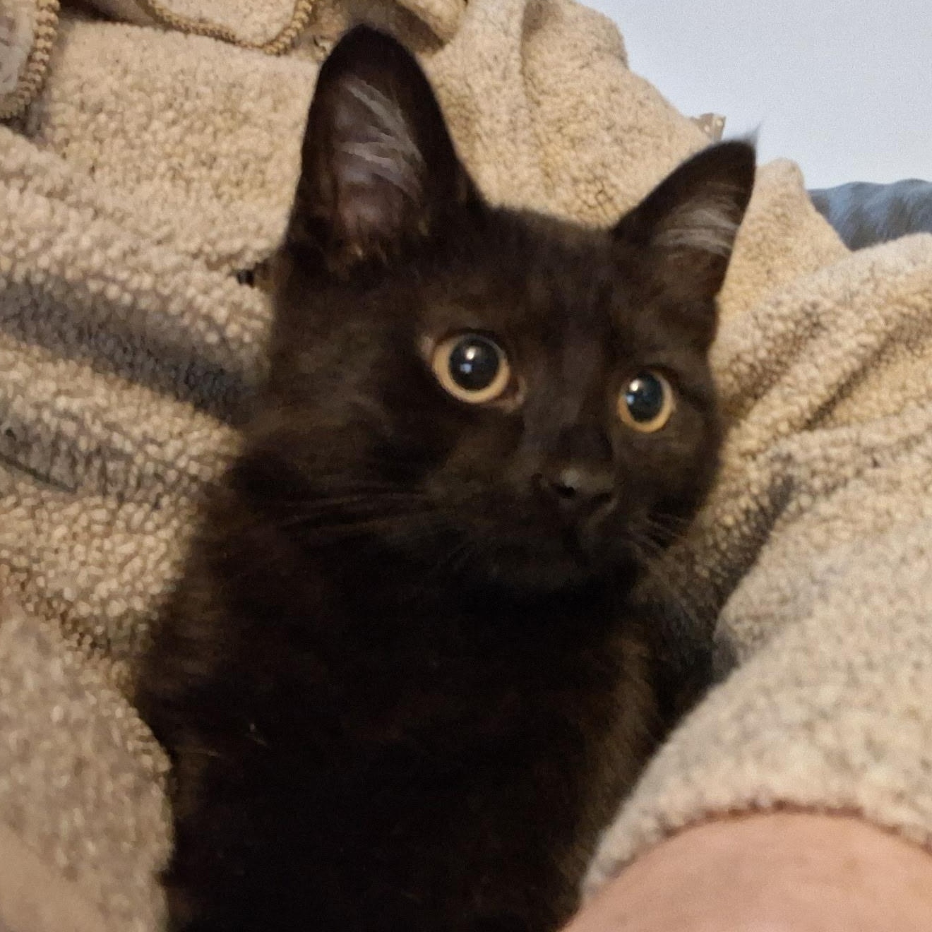 Enlarge Green Bean, a ADOPTABLE mixed breed in South Park, PA image 1/1