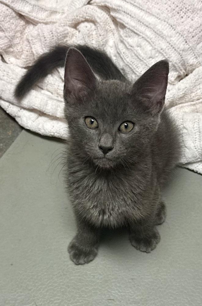 Enlarge Asher, a Adoptable mixed breed in Crescent City, FL image 1/3