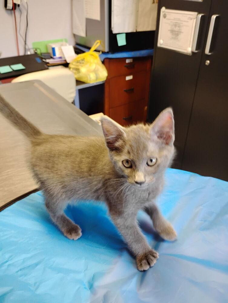 Enlarge Asher, a Adoptable mixed breed in Crescent City, FL image 2/3