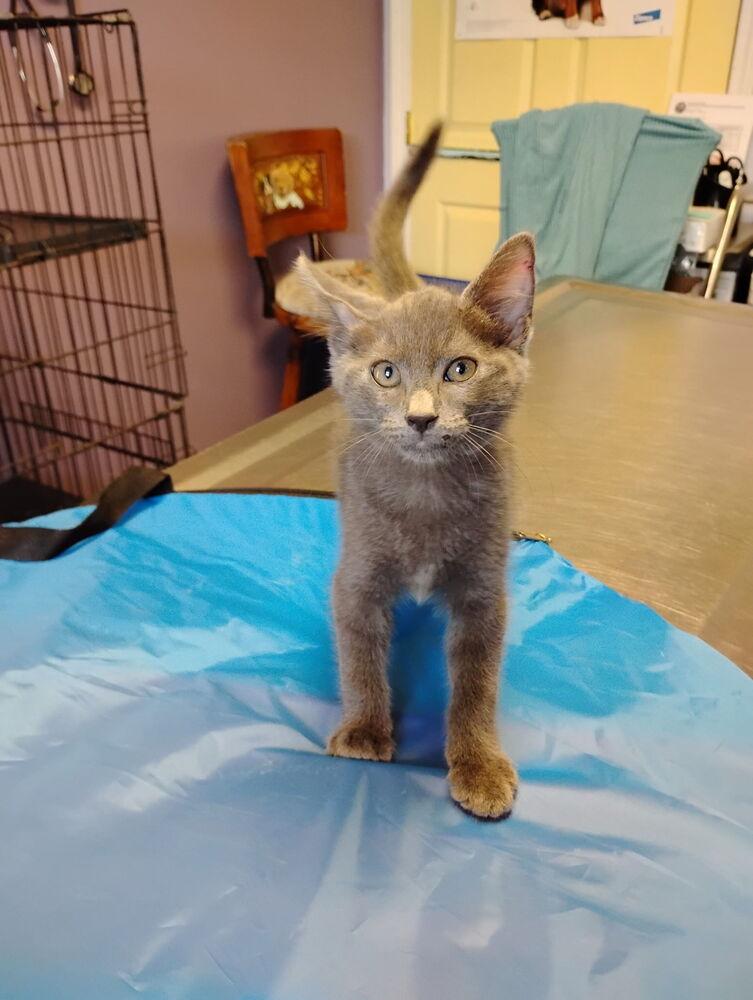 Enlarge Asher, a Adoptable mixed breed in Crescent City, FL image 3/3