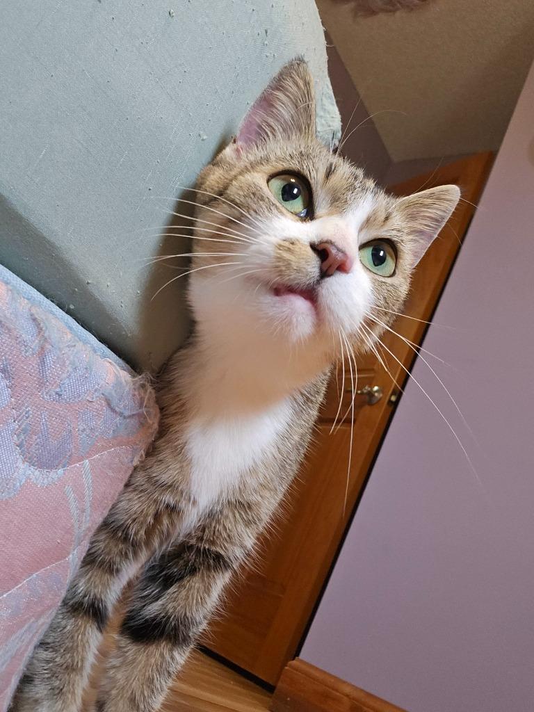 Dolly, Adoptable, Young Female Domestic Short Hair.