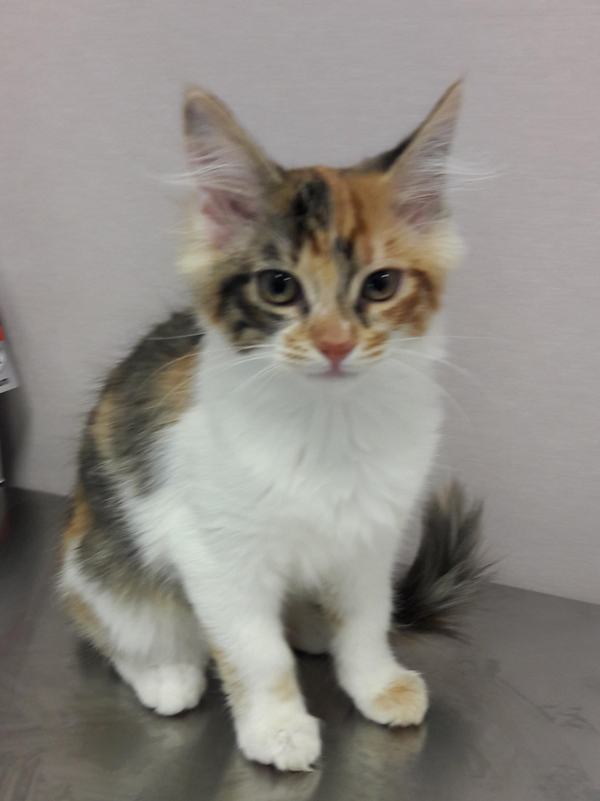 Junebug, ADOPTABLE, Kitten Female Domestic Short Hair.