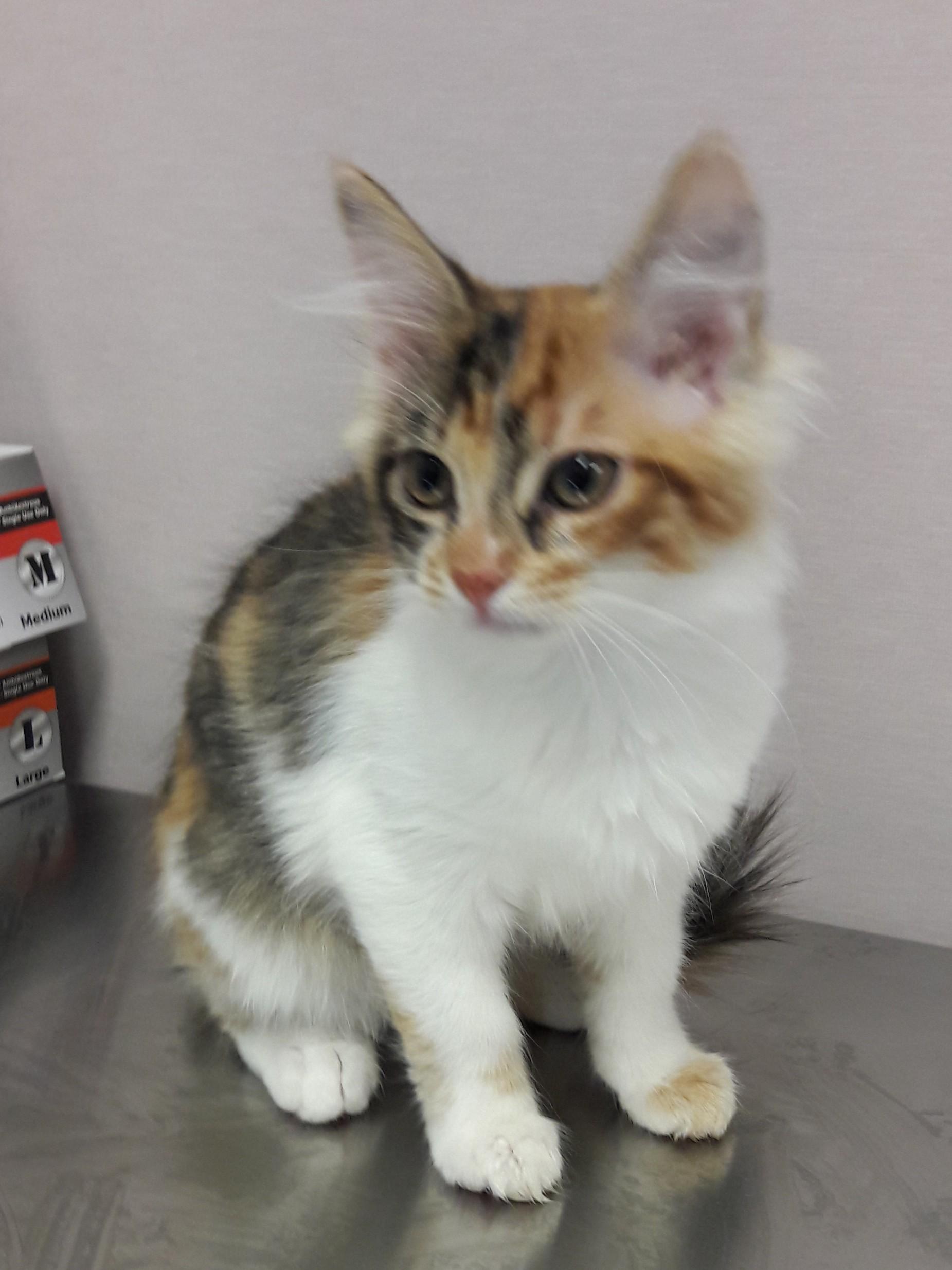 Junebug, a ADOPTABLE Domestic Short Hair in Mesquite, NV image 2/2