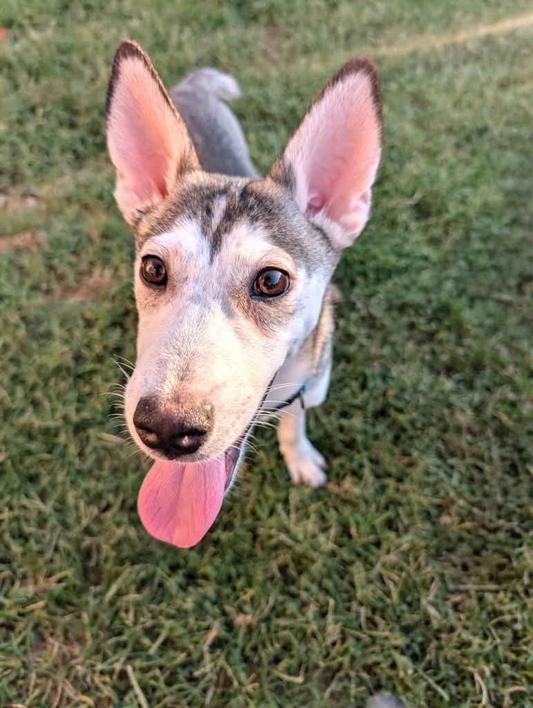 Enlarge Bucky, a Adoptable mixed breed in Princeton, MA image 2/6