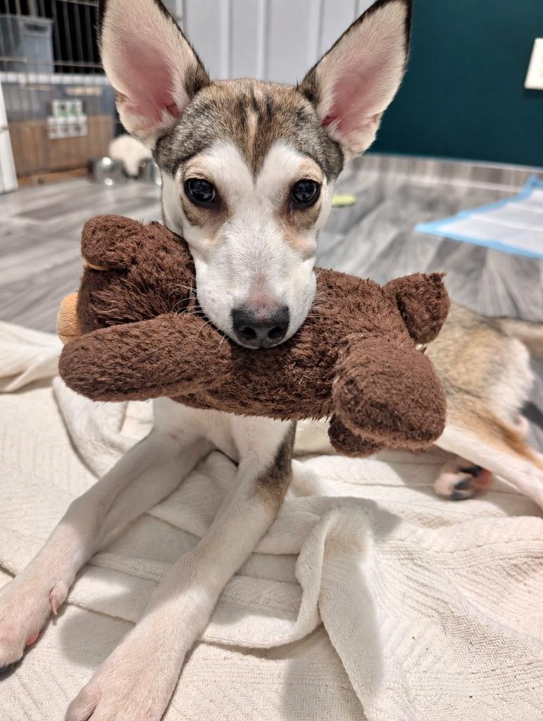 Enlarge Bucky, a Adoptable mixed breed in Princeton, MA image 3/6