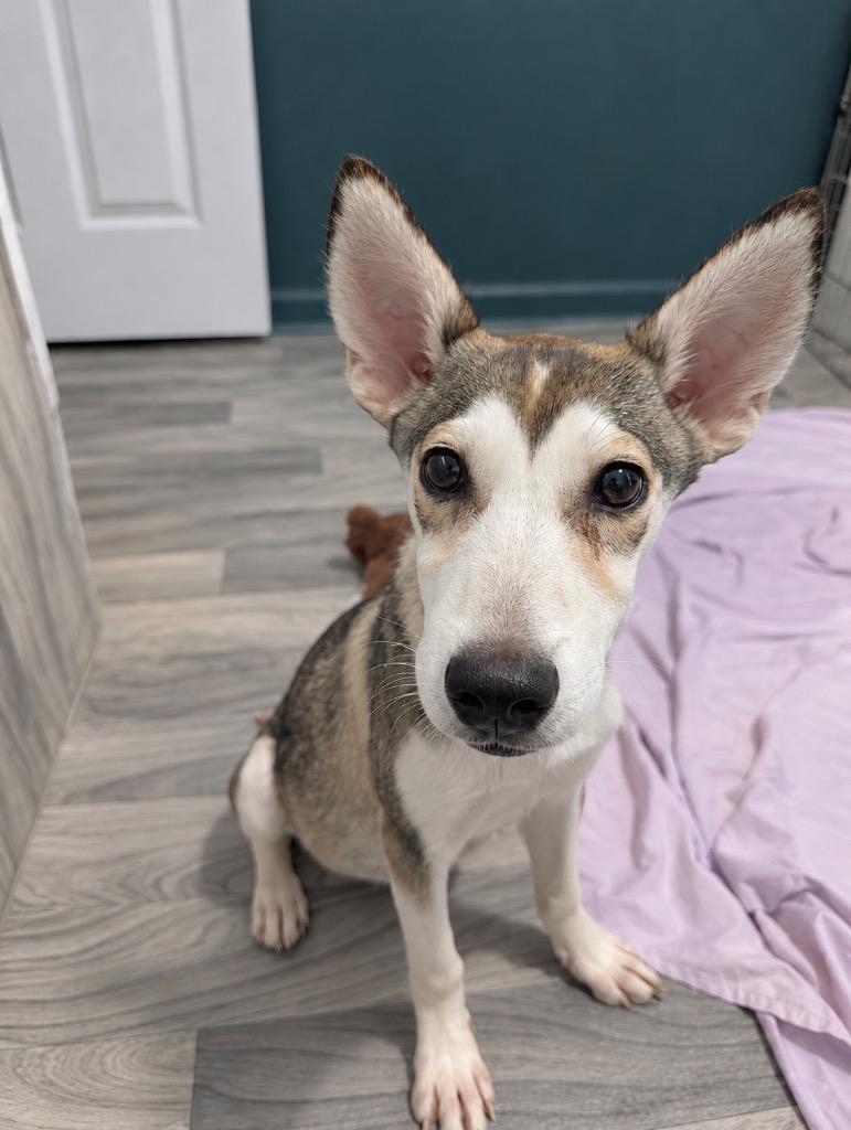 Enlarge Bucky, a Adoptable mixed breed in Princeton, MA image 4/6