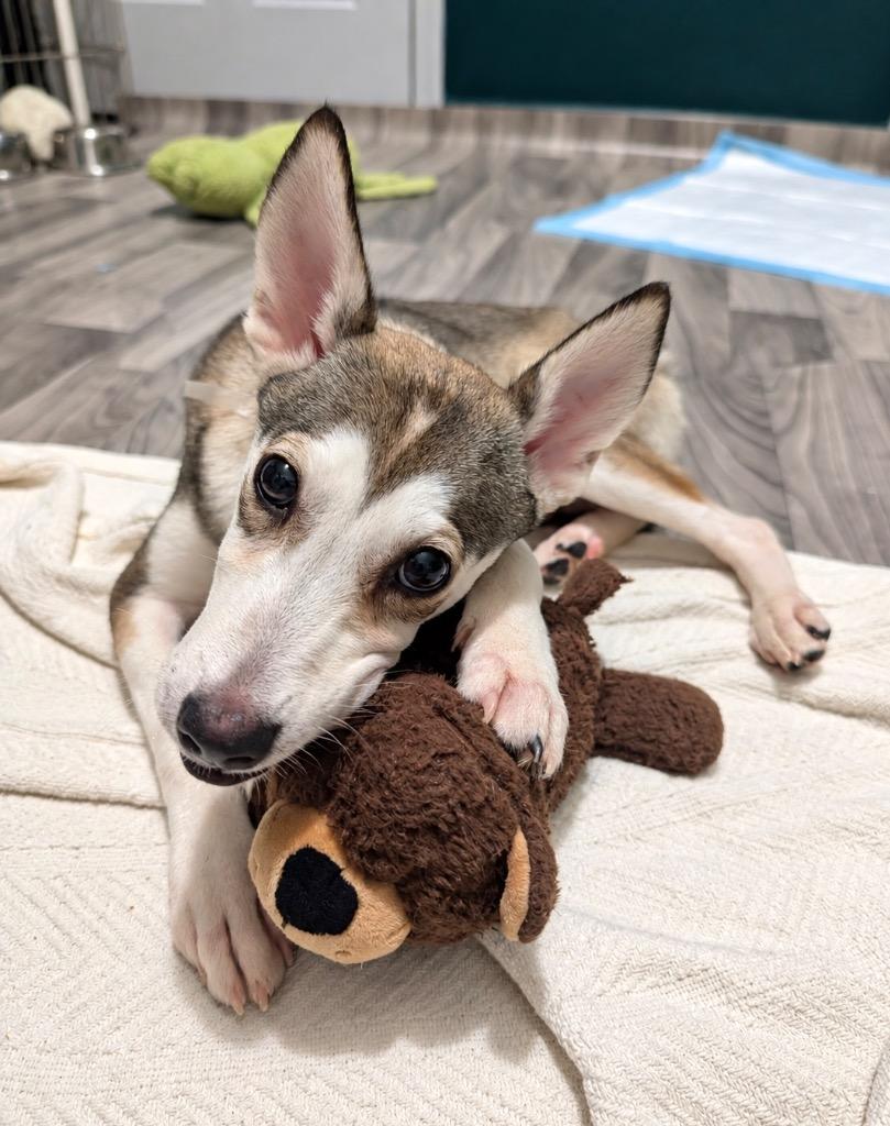 Enlarge Bucky, a Adoptable mixed breed in Princeton, MA image 5/6