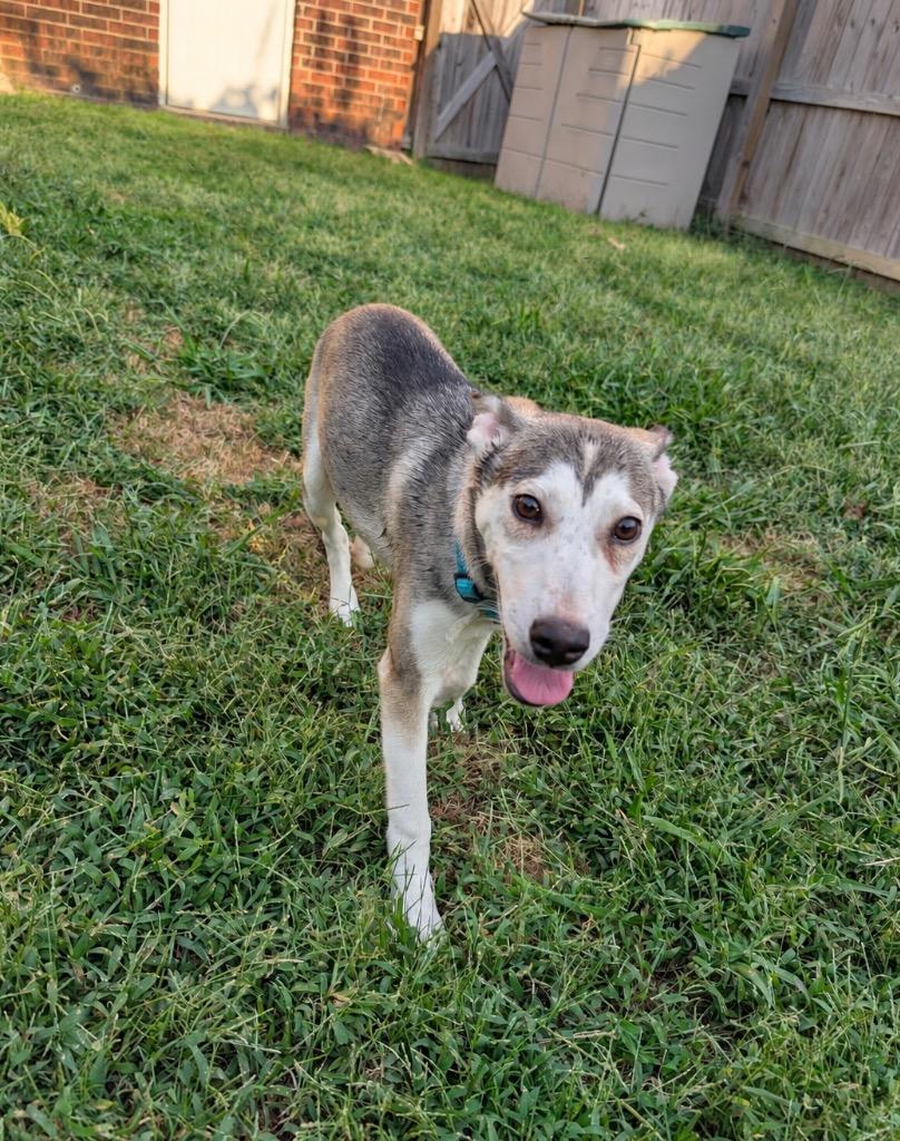 Enlarge Bucky, a Adoptable mixed breed in Princeton, MA image 6/6