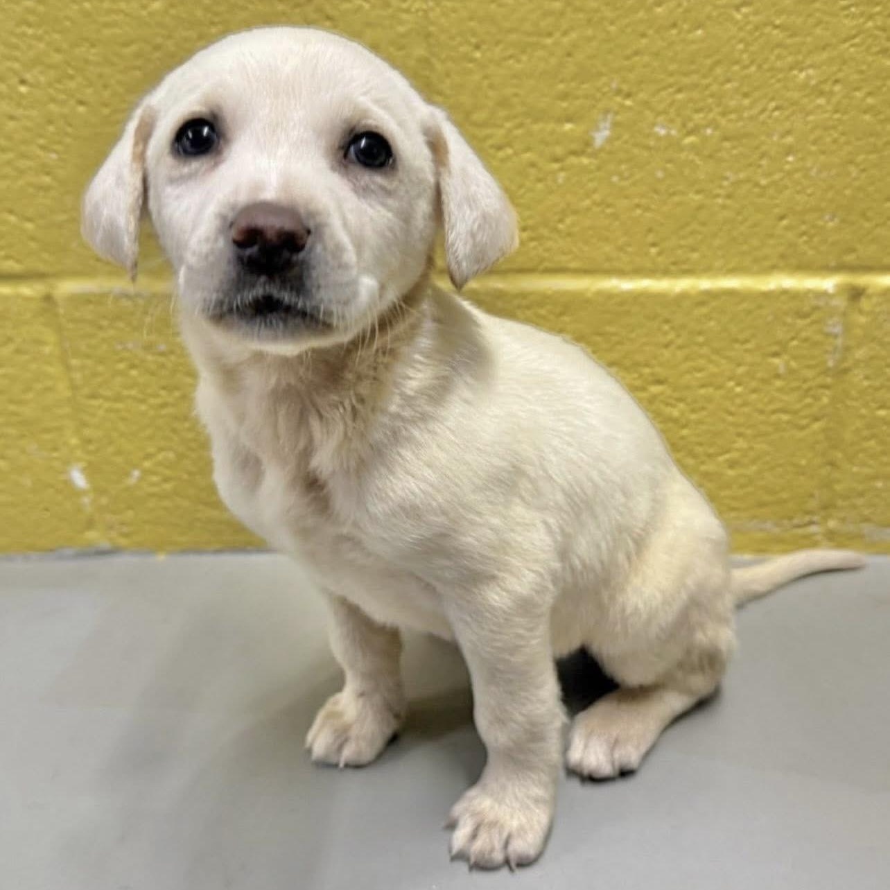 Pixo, Adoptable, Puppy Female Labrador Retriever & Mixed Breed.