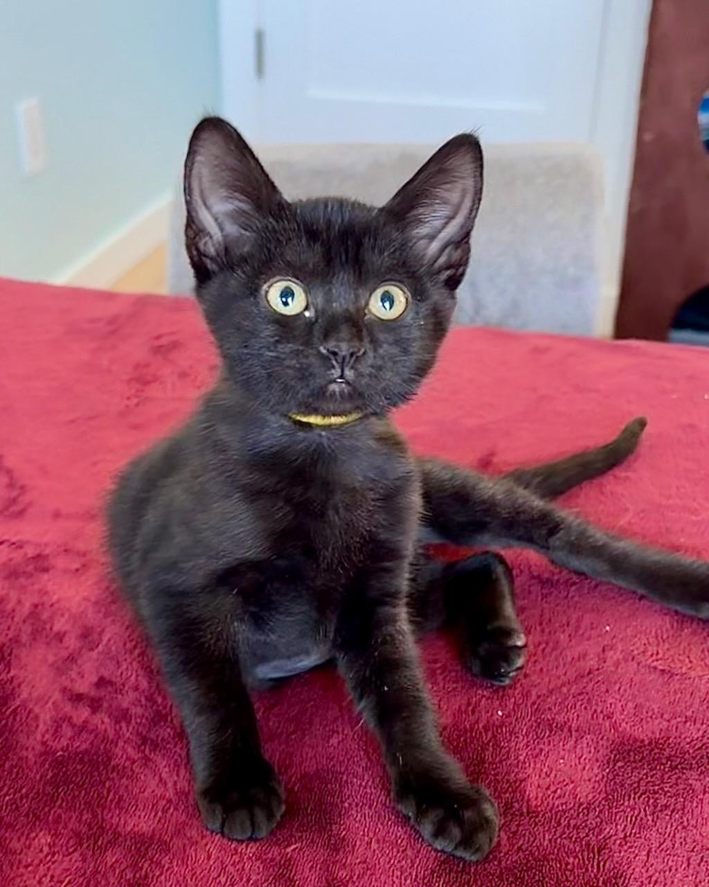 Blue, Adoptable, Kitten Female Domestic Short Hair.