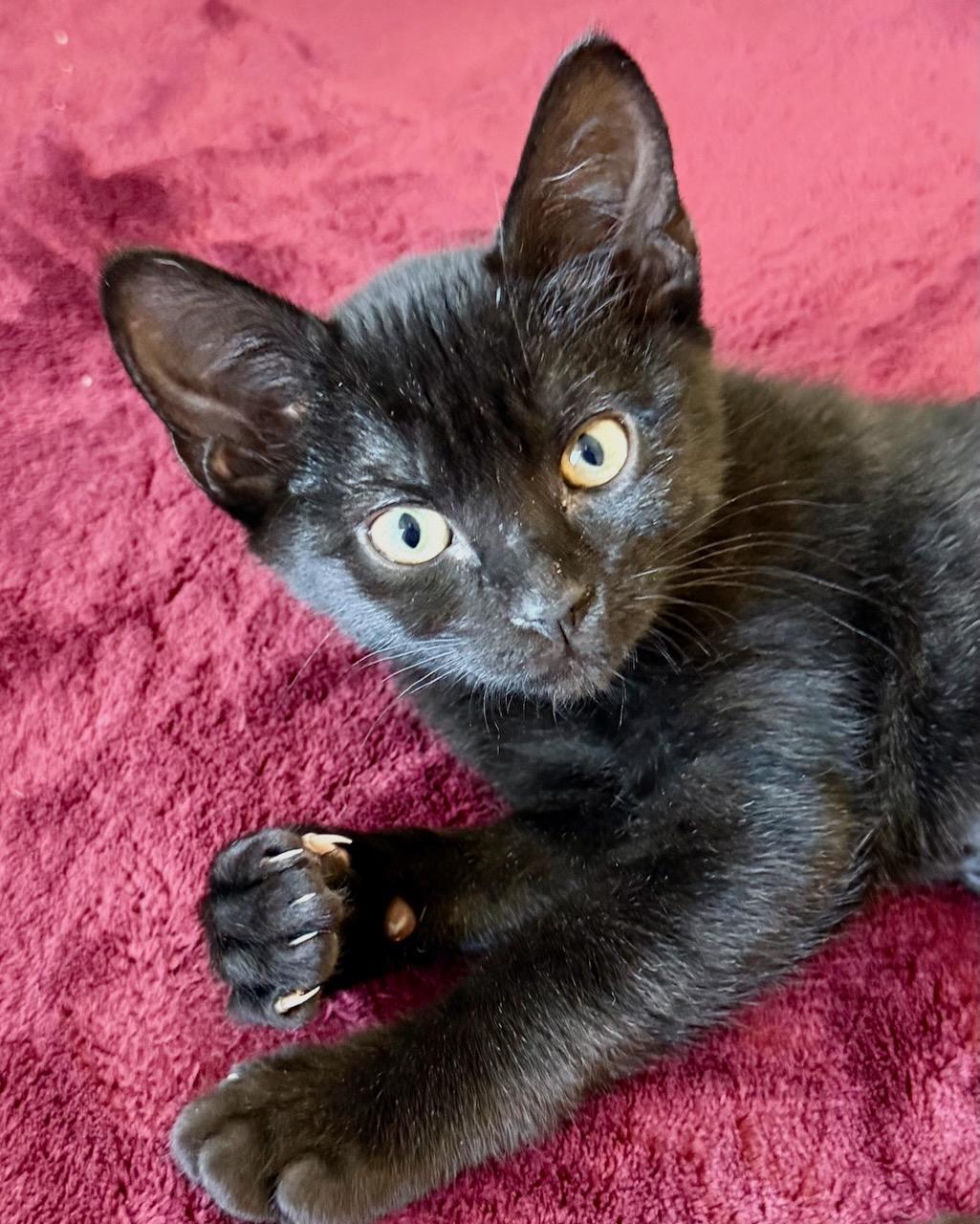 Blue, a Adoptable Domestic Short Hair in San Francisco, CA image 2/4