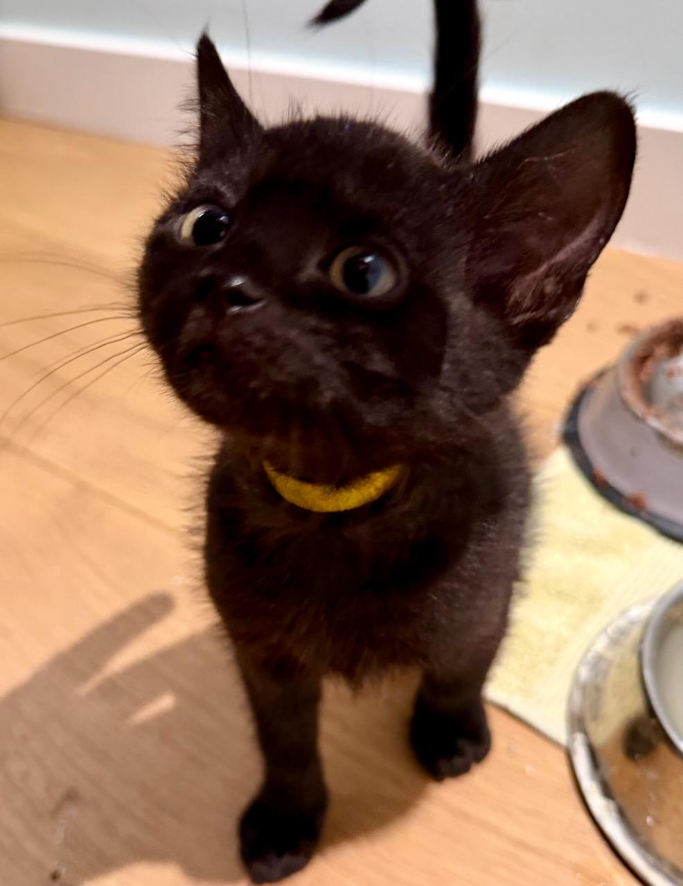 Blue, a Adoptable Domestic Short Hair in San Francisco, CA image 3/4