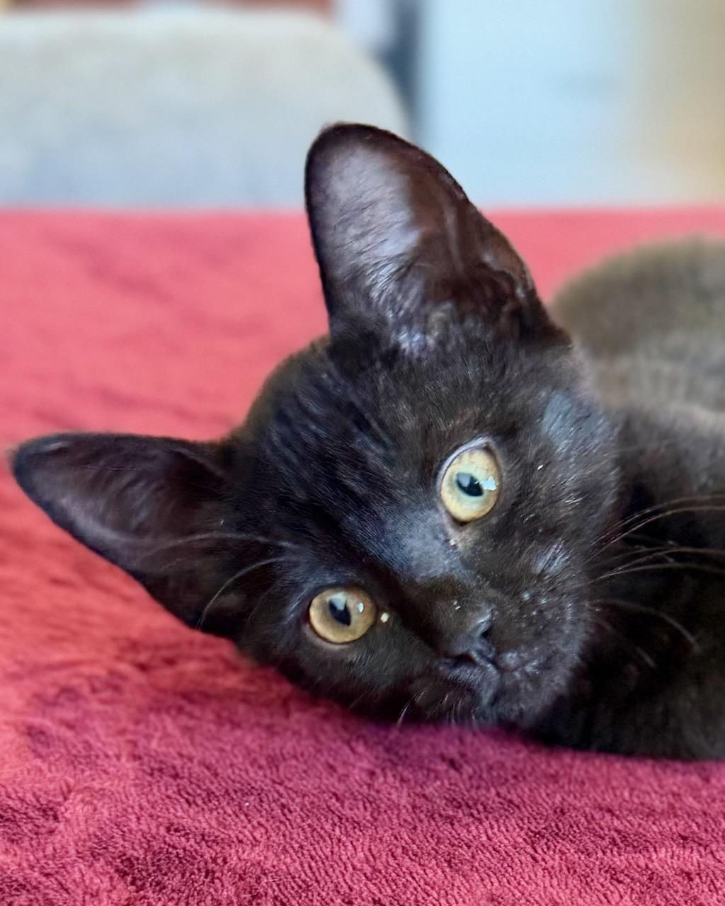 Blue, a Adoptable Domestic Short Hair in San Francisco, CA image 4/4
