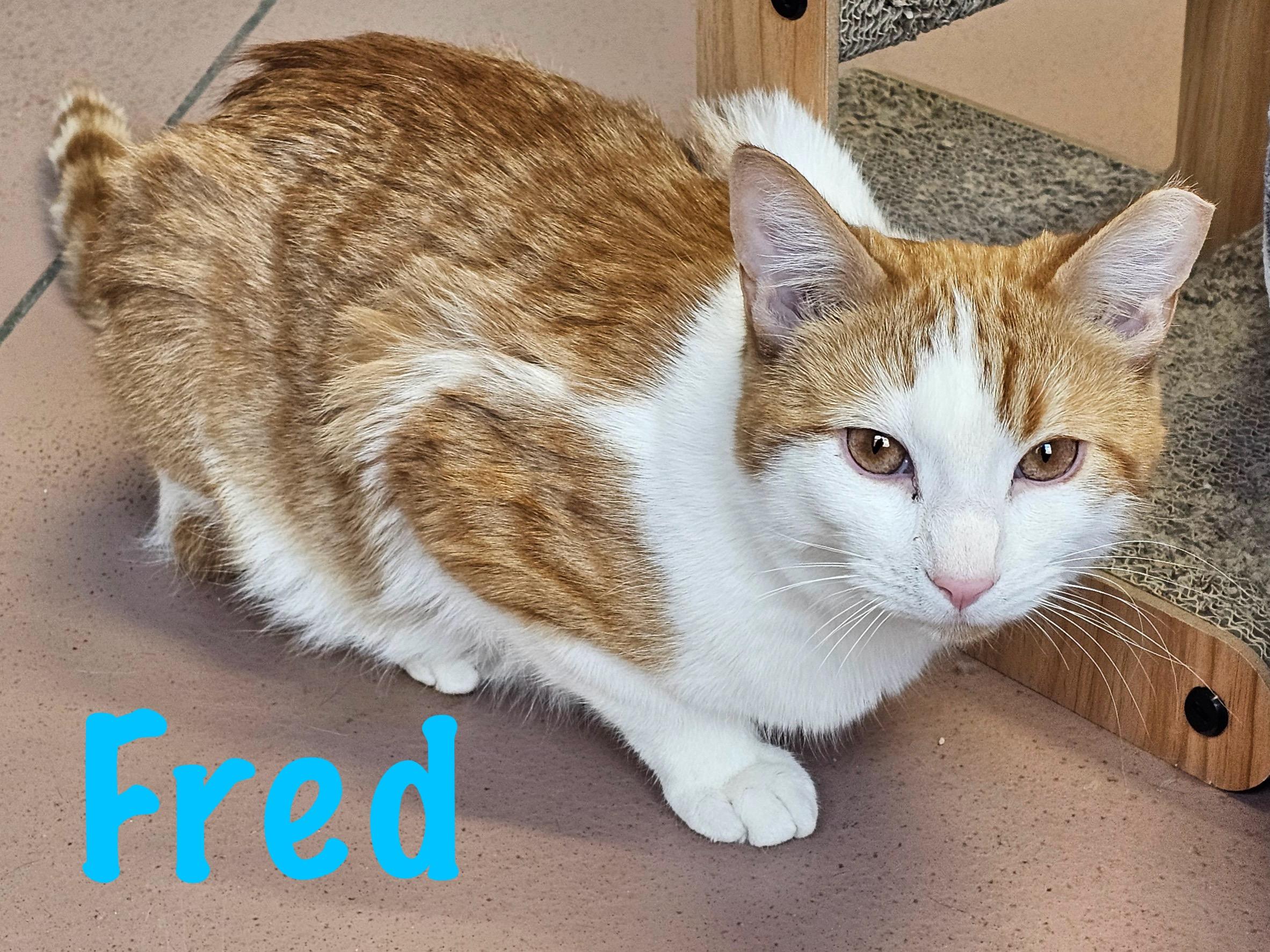 Enlarge Fred, a ADOPTABLE Domestic Short Hair in Prince Frederick, MD image 1/6