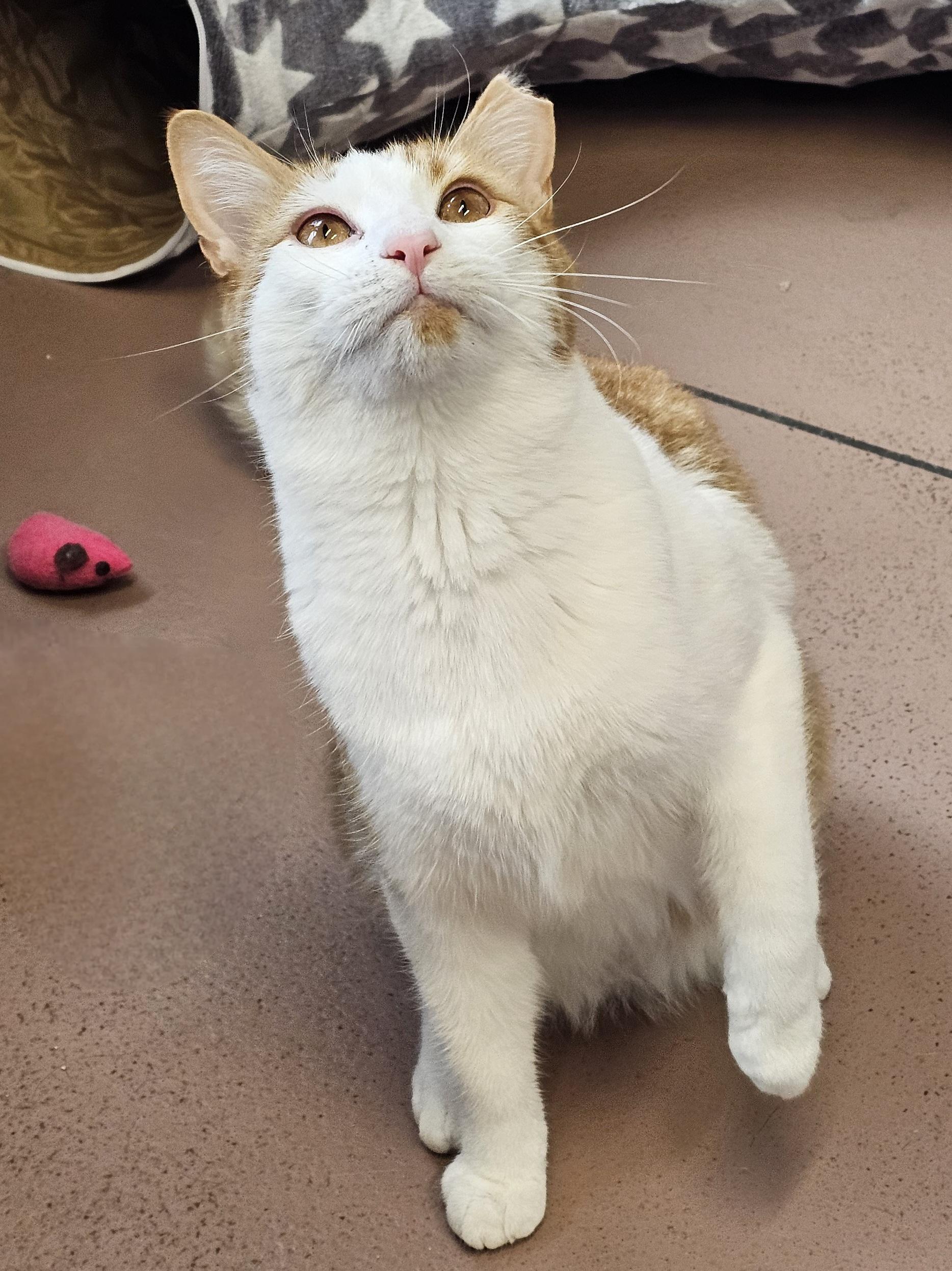 Enlarge Fred, a ADOPTABLE Domestic Short Hair in Prince Frederick, MD image 4/6