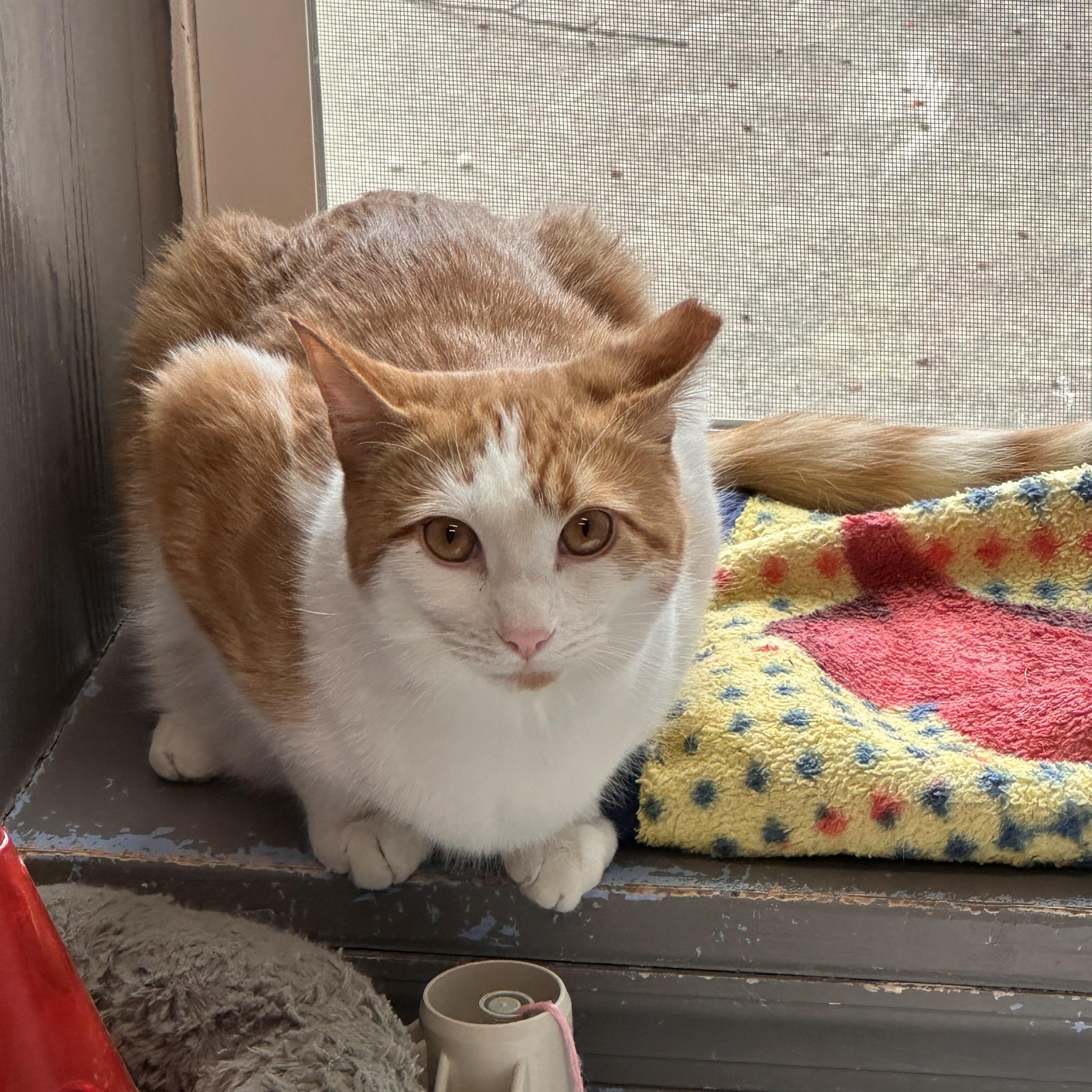 Enlarge Fred, a ADOPTABLE Domestic Short Hair in Prince Frederick, MD image 6/6