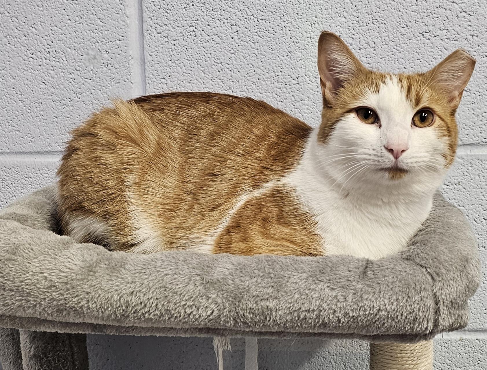 Enlarge Fred, a ADOPTABLE Domestic Short Hair in Prince Frederick, MD image 5/6