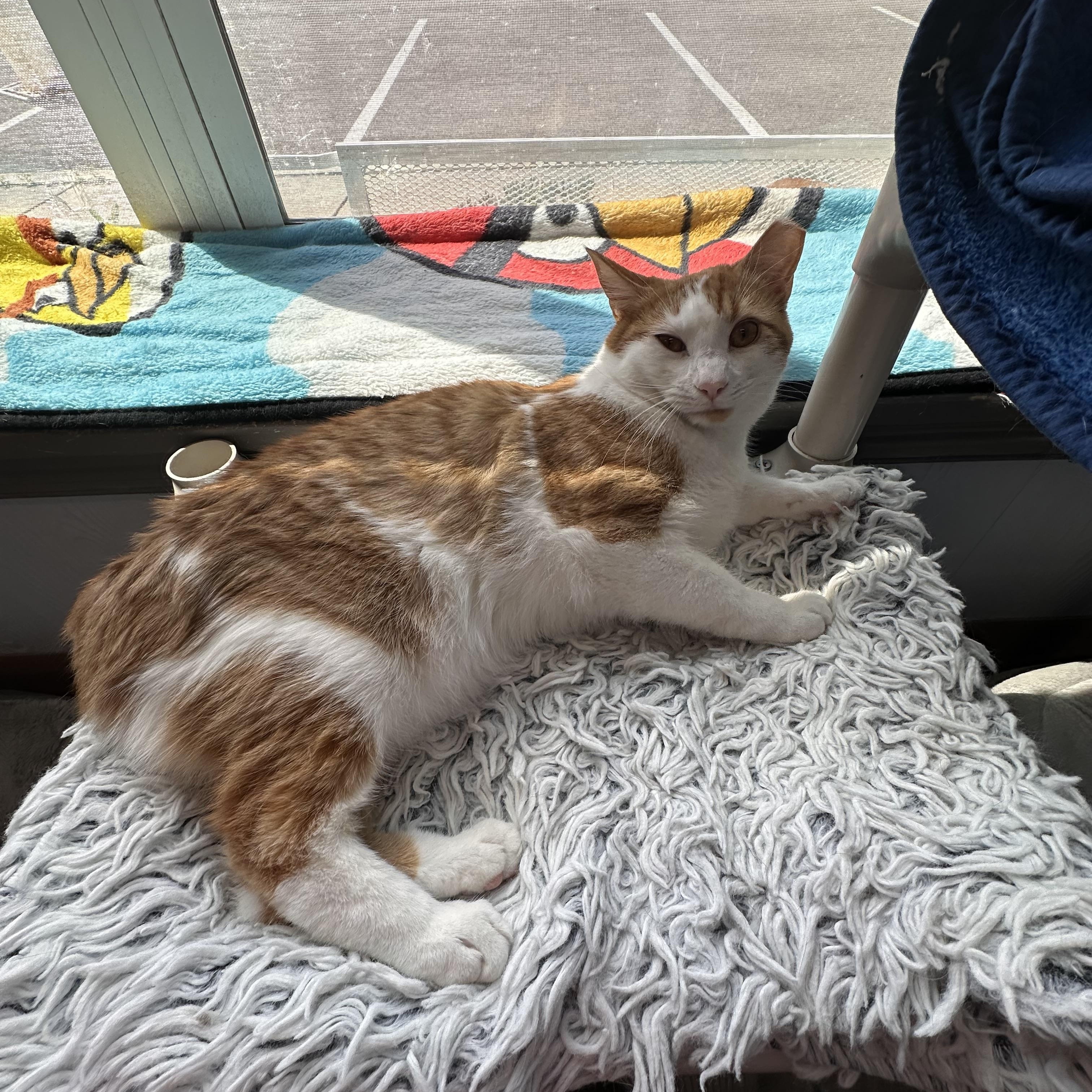 Enlarge Fred, a ADOPTABLE Domestic Short Hair in Prince Frederick, MD image 3/6