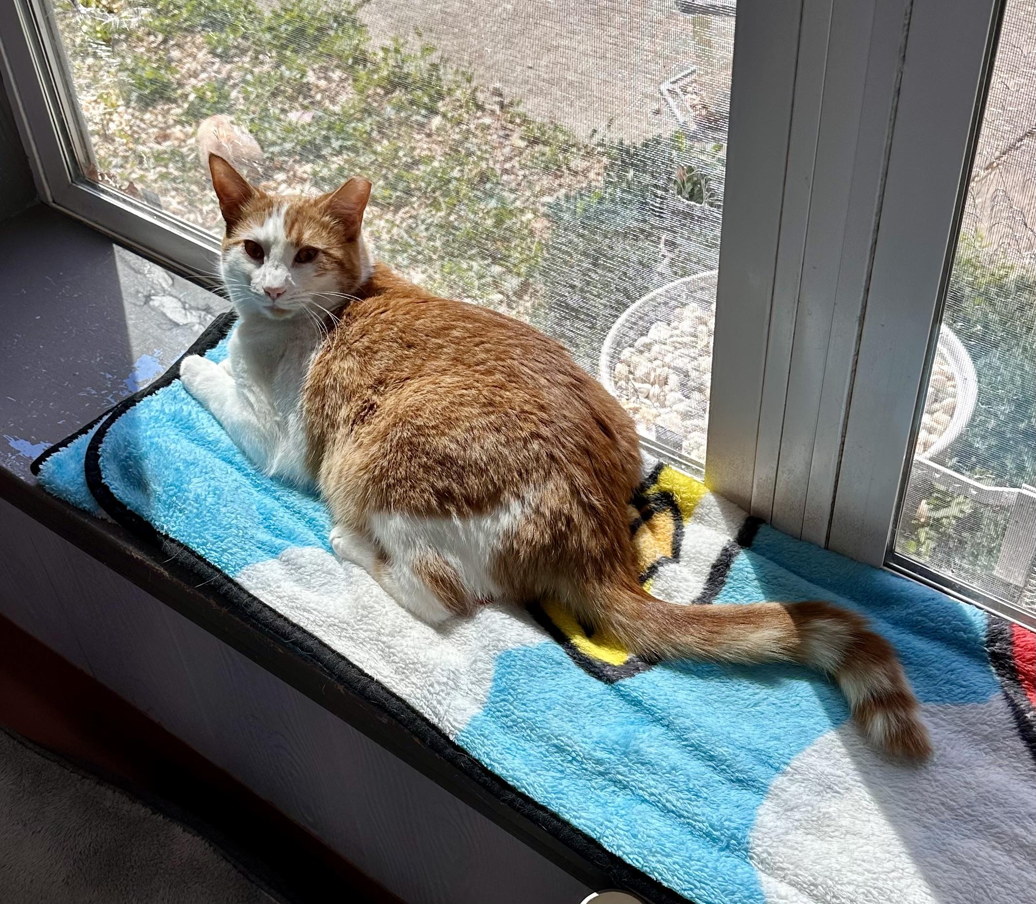 Enlarge Fred, a ADOPTABLE Domestic Short Hair in Prince Frederick, MD image 2/6