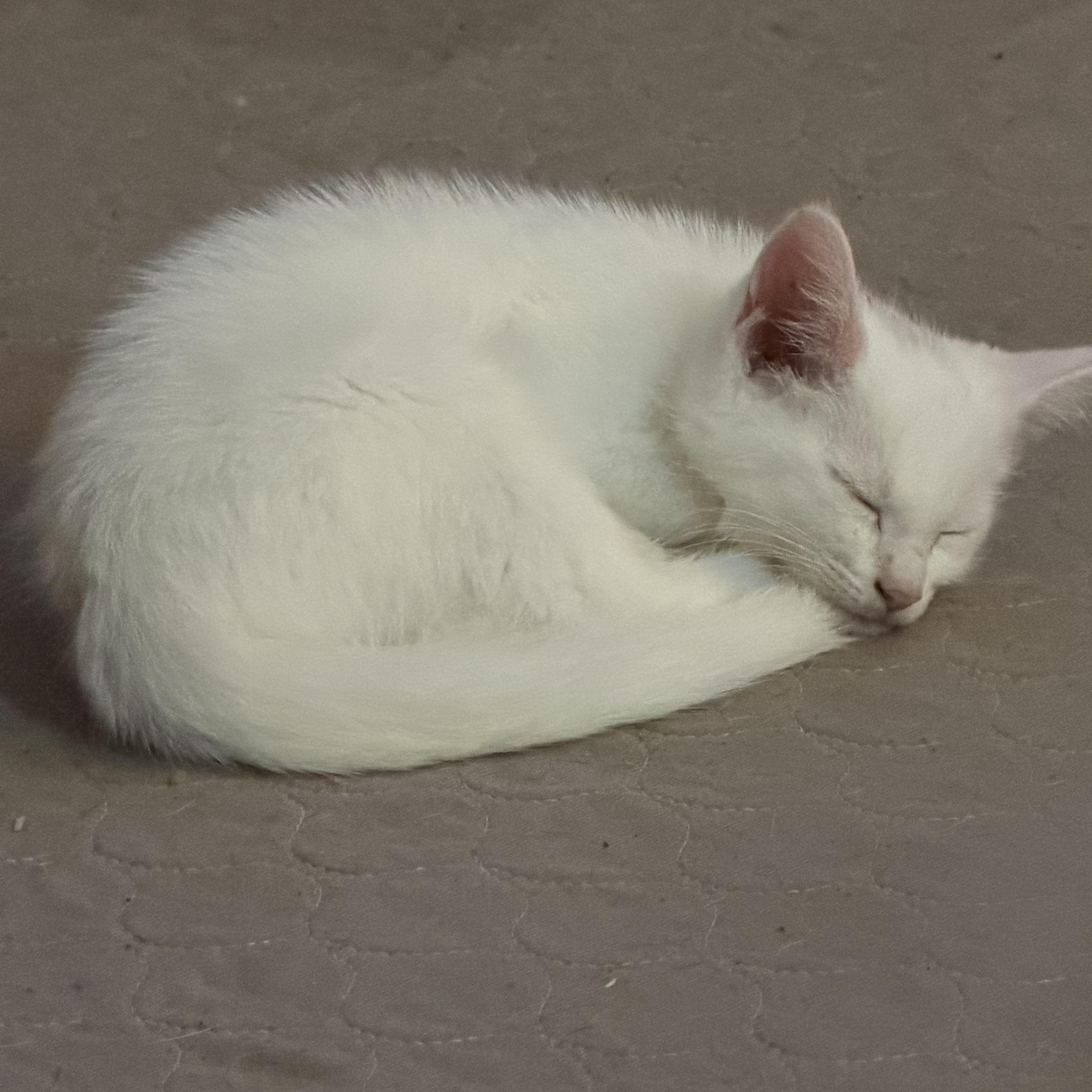 Yukon, a ADOPTABLE Extra-Toes Cat / Hemingway Polydactyl in Knoxville, TN image 2/2