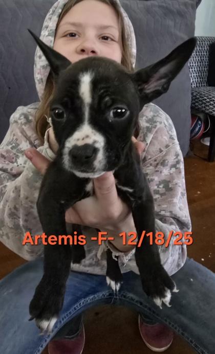 Enlarge Artemis, a Adoptable mixed breed in Klamath Falls, OR image 1/1
