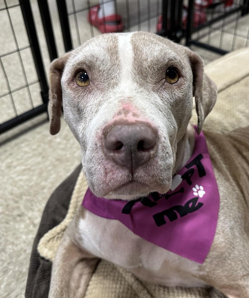 Enlarge Honey, a Adoptable mixed breed in Sedalia, CO image 1/6