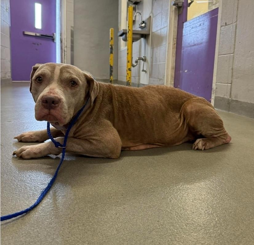 Enlarge Honey, a Adoptable mixed breed in Sedalia, CO image 2/6