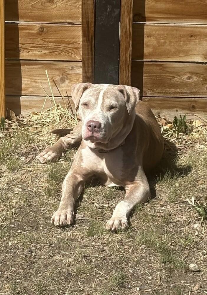 Enlarge Honey, a Adoptable mixed breed in Sedalia, CO image 3/6