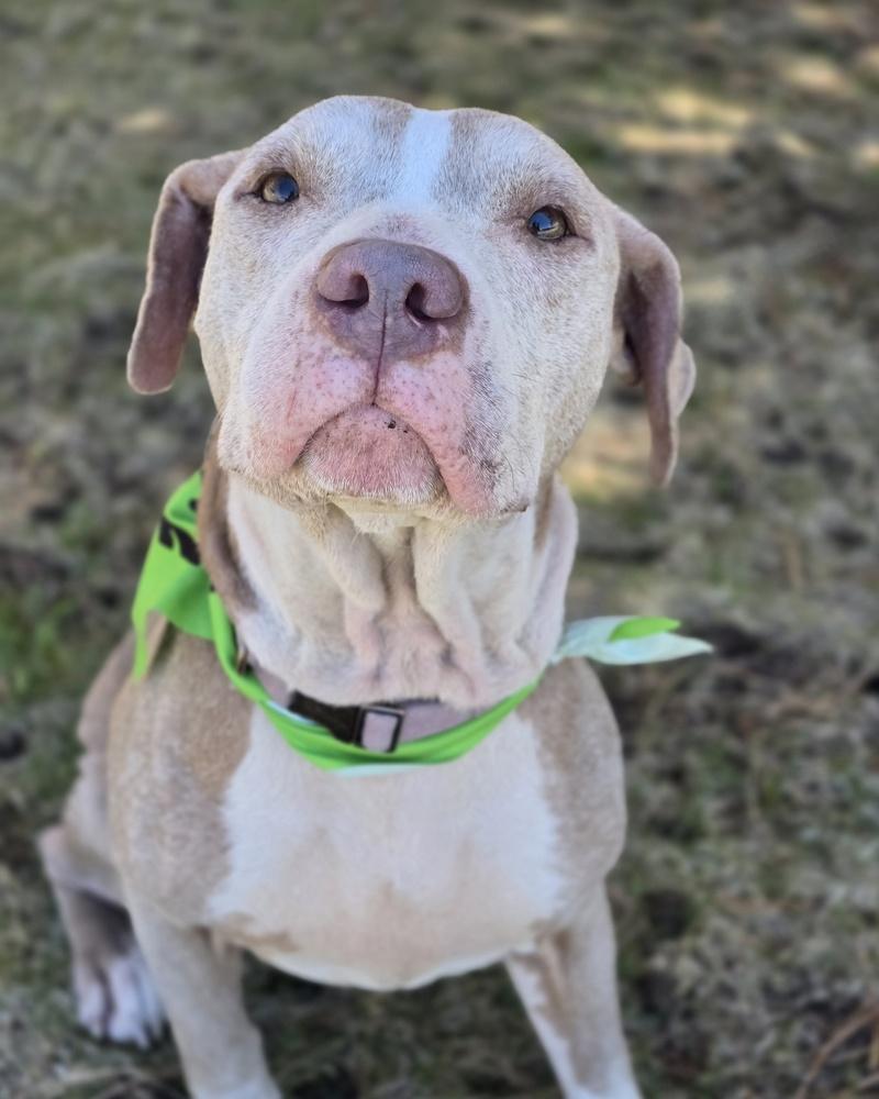 Enlarge Honey, a Adoptable mixed breed in Sedalia, CO image 5/6