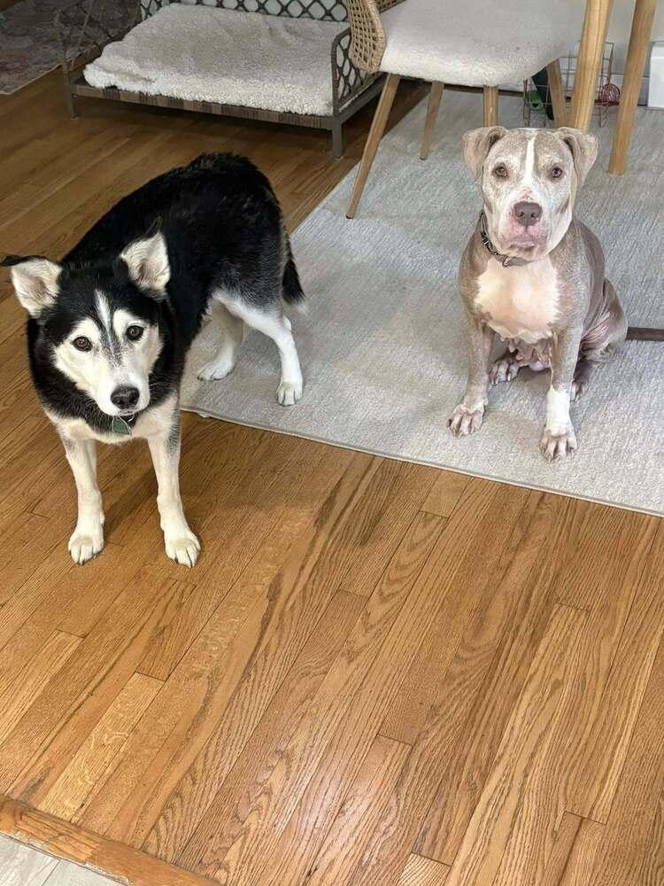 Enlarge Honey, a Adoptable mixed breed in Sedalia, CO image 4/6