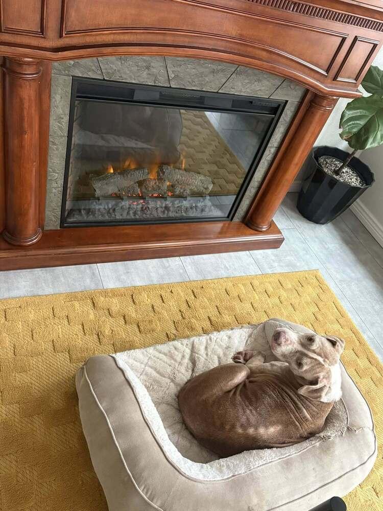 Enlarge Honey, a Adoptable mixed breed in Sedalia, CO image 5/6