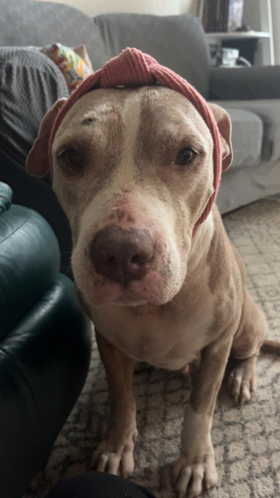 Honey, a Adoptable mixed breed in Sedalia, CO image 5/6
