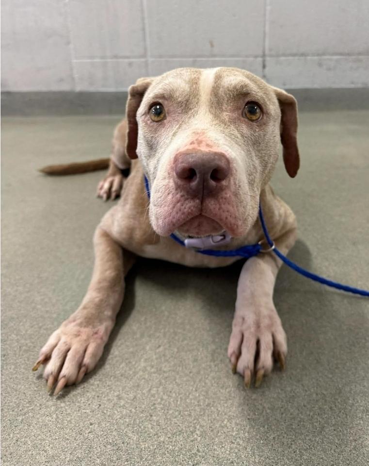 Enlarge Honey, a Adoptable mixed breed in Sedalia, CO image 6/6