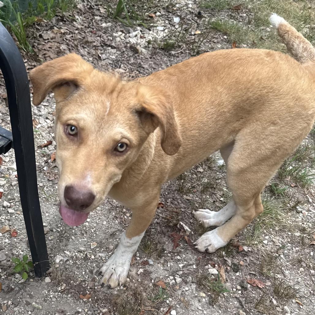 Millie, Adoptable, Puppy Female Mixed Breed.