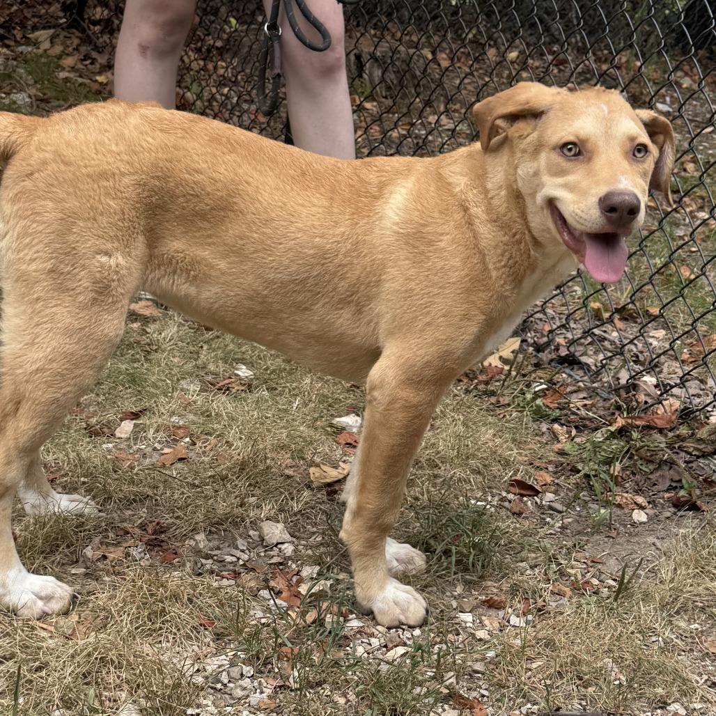 Millie, a Adoptable Mixed Breed in Eureka Springs, AR image 2/4