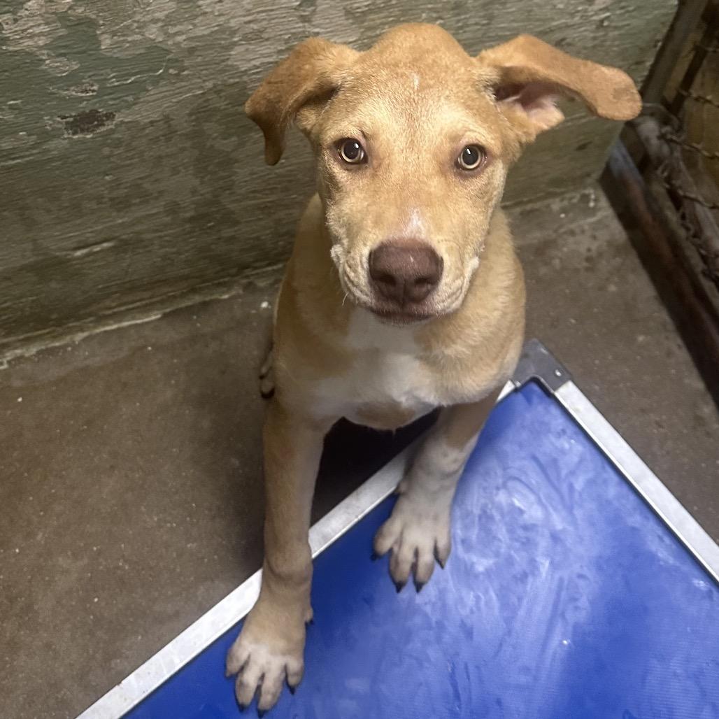 Millie, a Adoptable Mixed Breed in Eureka Springs, AR image 3/4