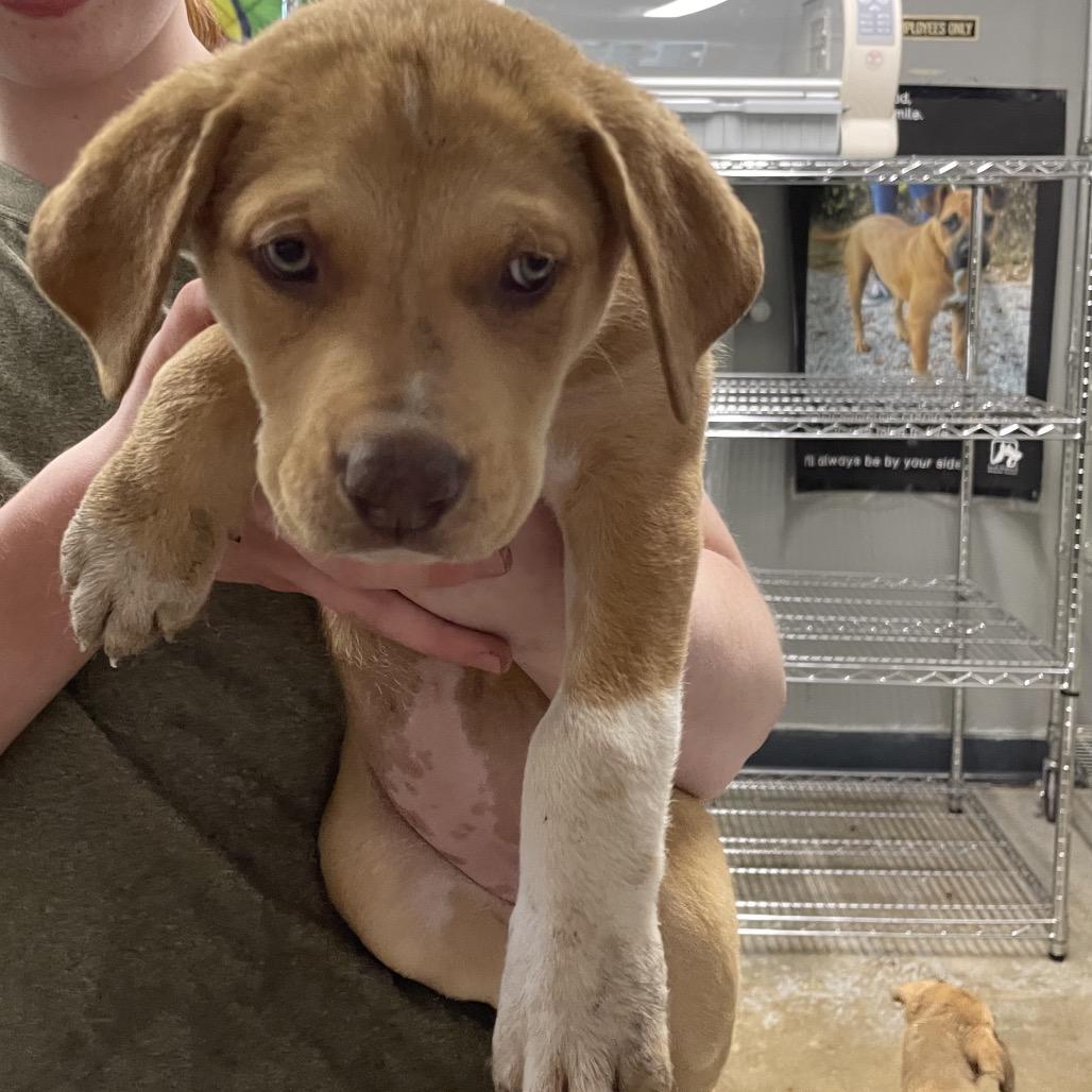Millie, a Adoptable Mixed Breed in Eureka Springs, AR image 4/4