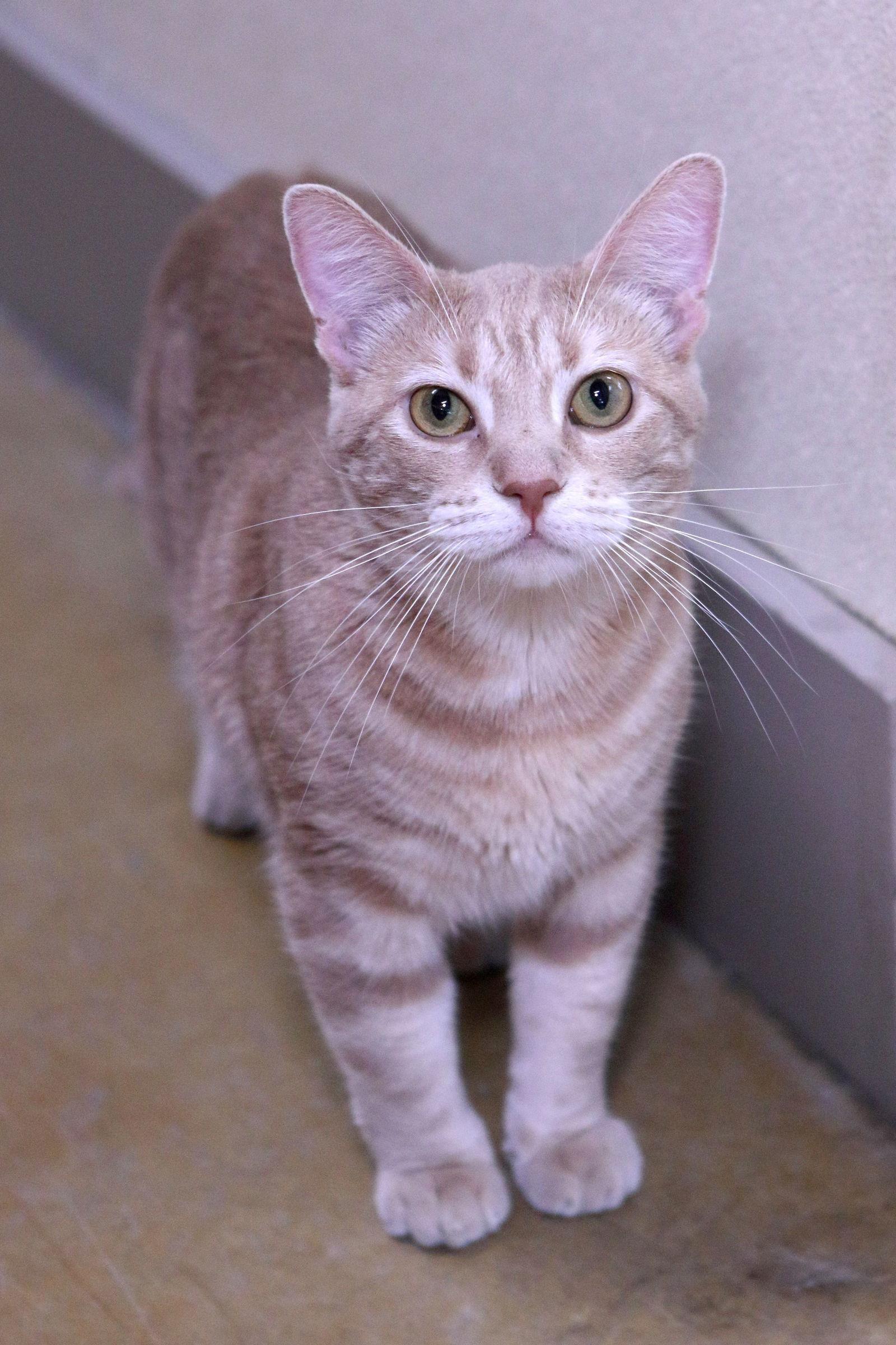 Enlarge James, a Adoptable mixed breed in Austin, MN image 1/3
