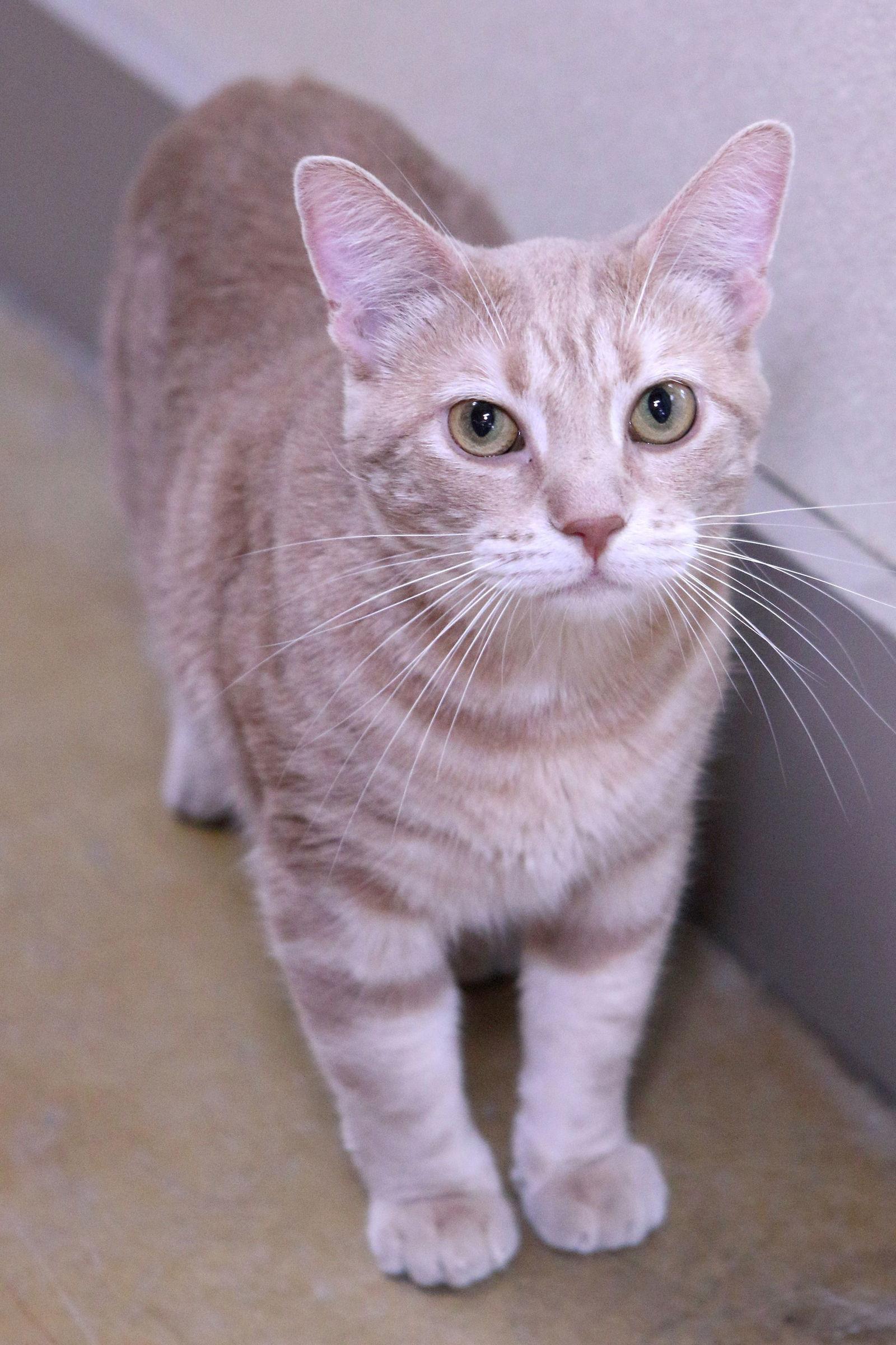 Enlarge James, a Adoptable mixed breed in Austin, MN image 2/3
