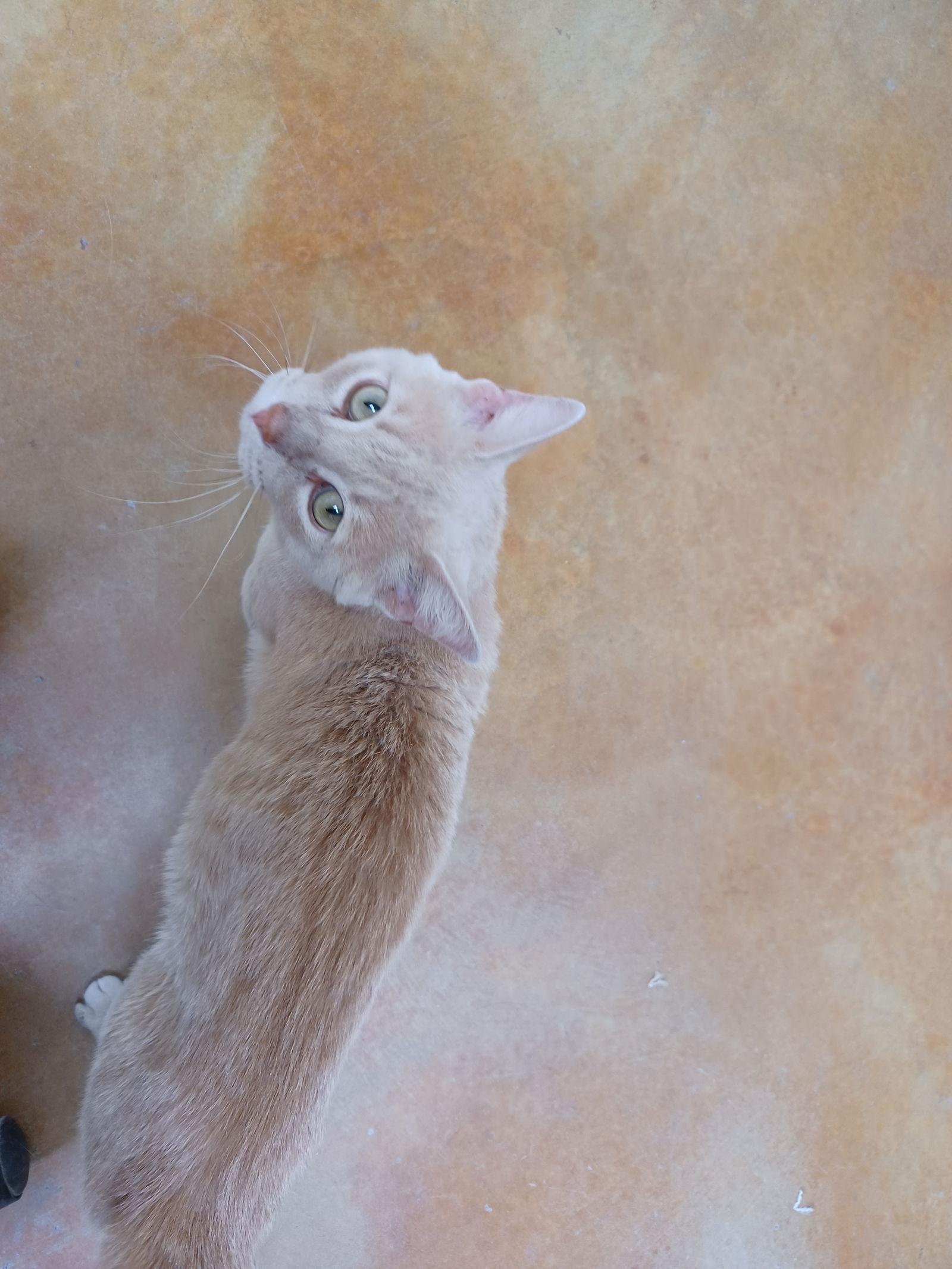 Enlarge James, a Adoptable mixed breed in Austin, MN image 3/3