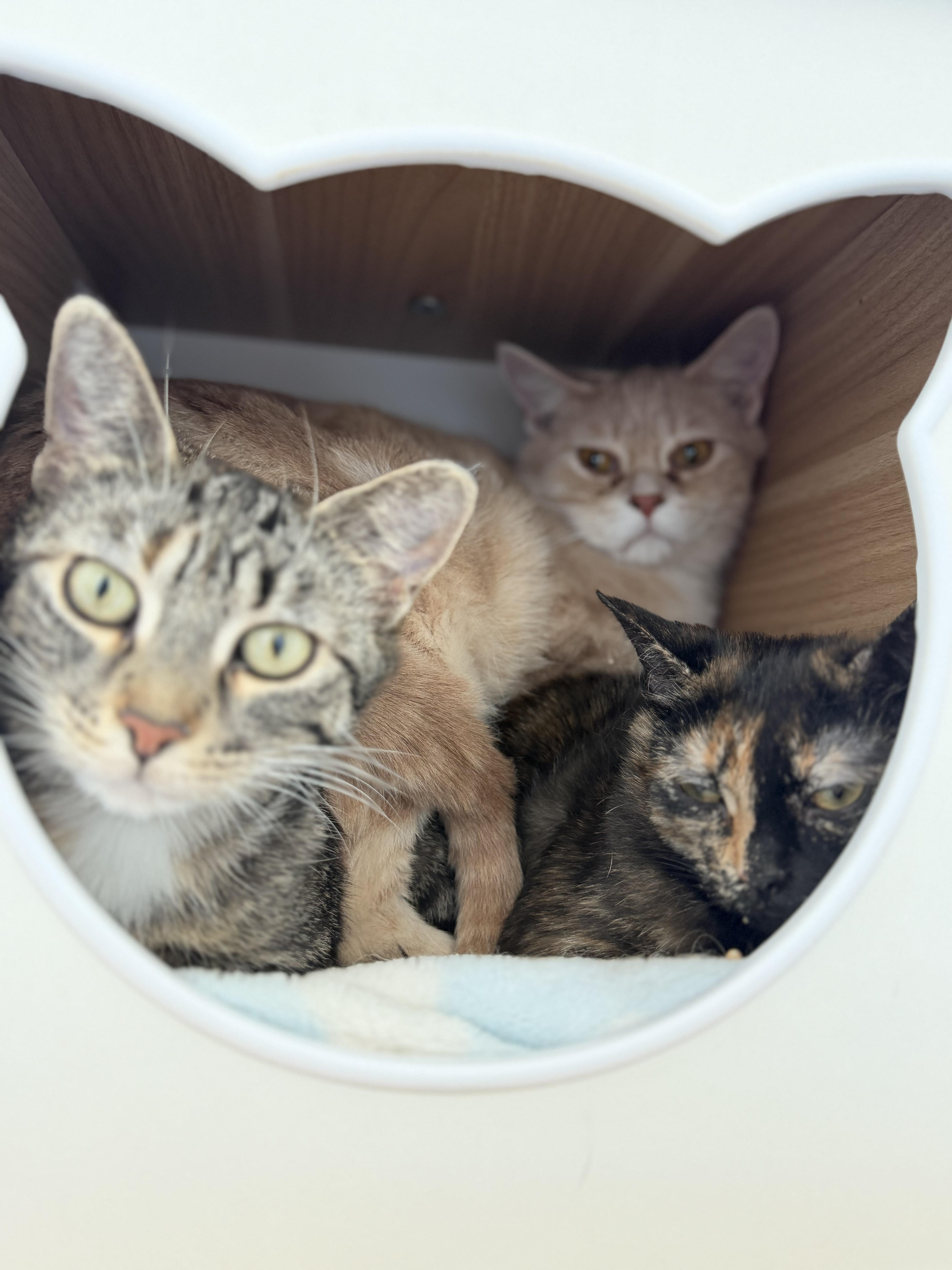 Dobby, Adoptable, Young Male Domestic Short Hair.